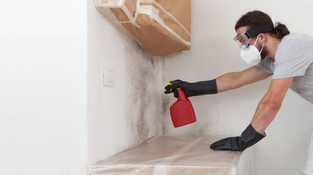 Basement Mold Remediation treatment on basement walls in Wrightsville